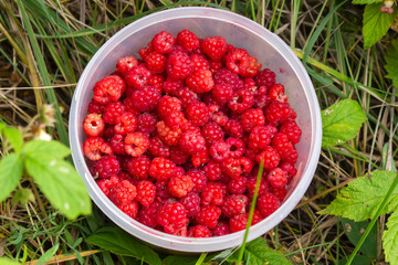 Ripe red berries of wild raspberry close-up. Close up of wild raspberries.