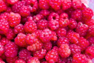 Ripe red berries of wild raspberry close-up. Close up of wild raspberries.