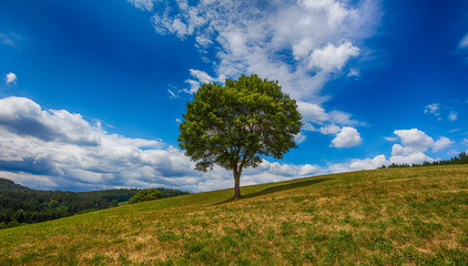 Fototapeta na wymiar lonely tree on the hill side