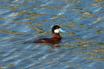 Ruddy duck, seen in the wild in a North California marsh 