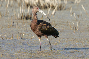 White-faced Ibis, seen in the wild in a North California marsh
