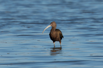 White-faced Ibis, seen in the wild in a North California marsh