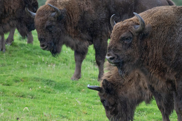 European wood wisent bison, Bison bonasus, close up portrait within a herd/group grazing on grass during a rainy summers day.