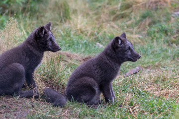Arctic fox pups,Vulpes lagopus, portrait close up with grass background during a sunny summers day.
