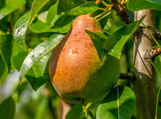 ripe, juicy pear hangs on a branch of a pear tree, the sun Peeps through the leaves