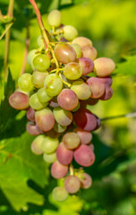 A bunch of ripe sweet table grapes hanging on a vine illuminated by the bright rays of the sun vineyard