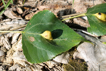 Poplar-cudweed pouch gall aphid or Pemphigus populinigrae on green leaf of Populus nigra (Black poplar)