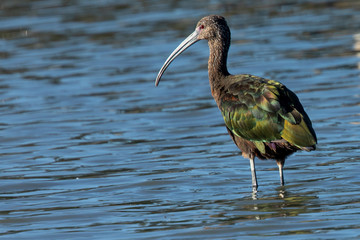 White-faced Ibis, seen in the wild in a North California marsh