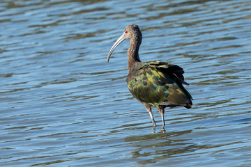 White-faced Ibis, seen in the wild in a North California marsh