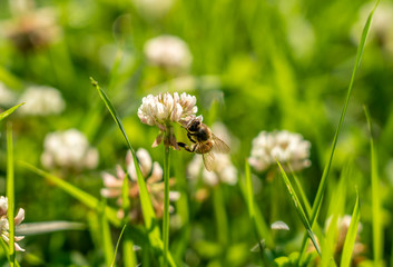 Bee collects nectar from white clover flower on green grass background
