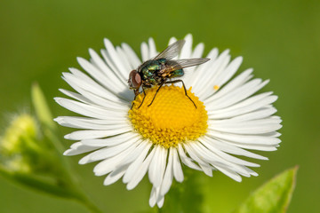 Fly sitting on a chamomile flower