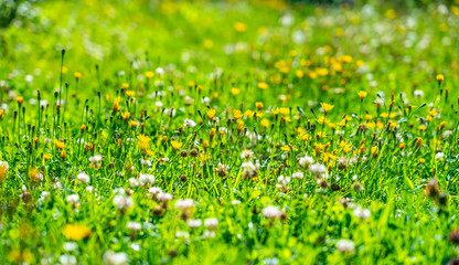meadow flowers and grasses illuminated by the bright sun on a colorful meadow