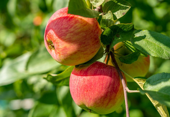 ripe red apples close-up hanging on an Apple branch