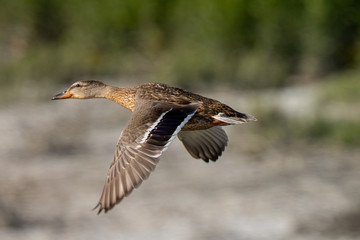 Very close view of a male wild duck flying, seen in a North California marsh