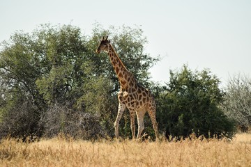 giraffe in africa