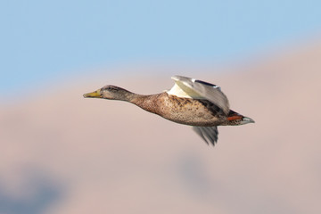 Very close view of a male wild duck flying, seen in a North California marsh
