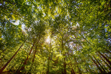 Obraz premium green forest in summer time