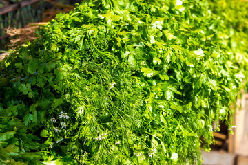 Close-up of parsley and dill. Dill and parsley greens. Green onions. Green background.