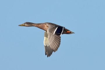 Very close view of a male wild duck flying, seen in a North California marsh