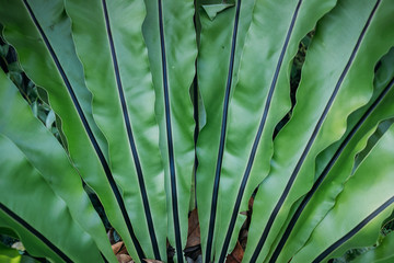 Closeup leaves Asplenium scolopendrium, known as hart's tongue plant