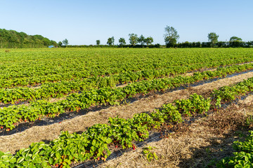 Fresh strawberry plants in the farm landscape