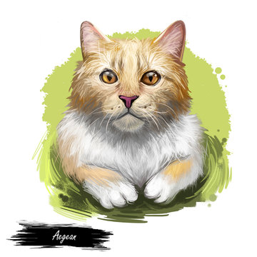 Aegean cat isolated on white background. Digital art illustration of hand drawn kitty for web. Kitten medium sized with semi longhair and bicolour coat. Pet have almond shaped yellow eyes.