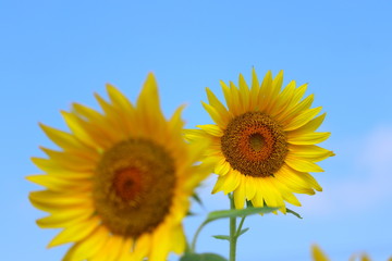 ひまわり 青空