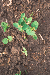 Shoots of green beans sprouts on field close up