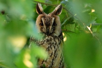 Long eared owl