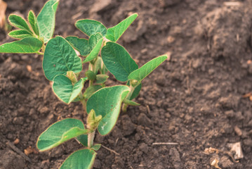 Shoots of green beans sprouts on field close up
