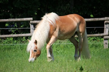 beautiful haflinger horse is standing on the paddock and eating fresh grass
