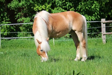 Naklejka na ściany i meble beautiful haflinger horse is standing on the paddock and eating fresh grass