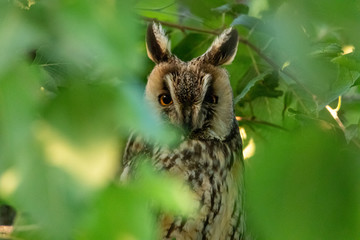 Long eared owl