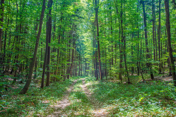 Fototapeta na wymiar path in green forest