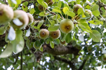 Ripe pears on tree