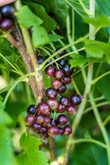 Black and juicy fresh blackcurrant berries