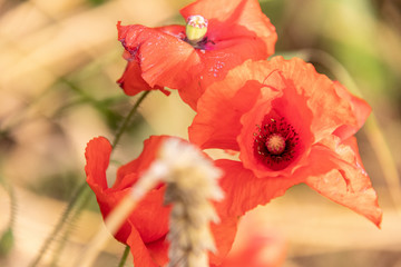 Poppy flower in wheat field