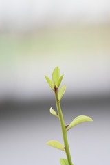 Fototapeta premium lily of the valley