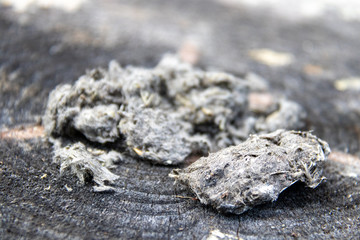 Owl pellet from long eared owl