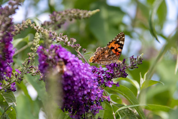 Butterfly on flower
