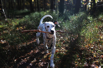 Beautiful dalmatian walk in the forest