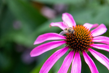Bee on pink flower