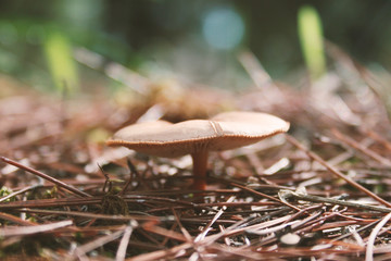 Dwarf mushroom in the forest