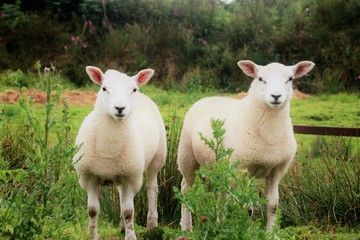 Two curious, attentive sheep in the open countryside, near Oban on the west coast of Scotland. UK, Europe. 