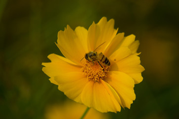 bee on yellow flower