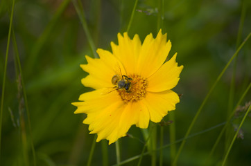 bee on daisy