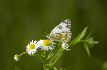butterfly on flower