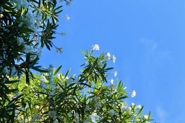 伊豆下田　夏の楽園入田浜