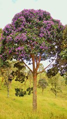 Fototapeta premium Trees