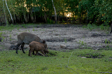 Family Group of Wart Hogs Grazing Eating Grass Food Together.